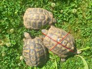 Zwei 7 jährige Griechische Landschildkröten THB-Brüder die sich sehr gut verstehen - Schallstadt