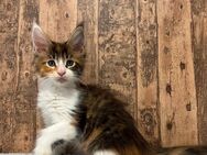 Maine Coon Kitten mit Stammbaum - Simonswald