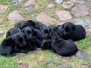 9 reinrassige Labradorwelpen