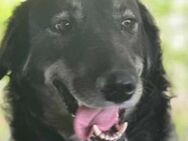 RW 39 ist unsere Schmusebacke 🐾 - Elsdorf (Nordrhein-Westfalen)