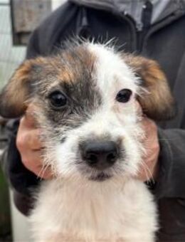 Levya - Pflegestelle oder Zuhause gesuch - Oberwies