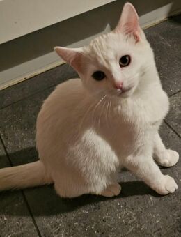 Türkisch Angora-Mix Kitten😍 - Velen