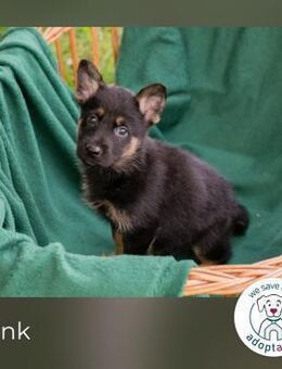 Hank: Hundekind sucht ein Zuhause - Kirchzell