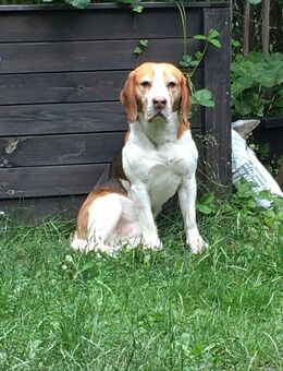 Beagle Toni sucht ein neues Zuhause - Berlin