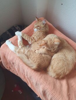 Weibliche Main Coon Katze - Waldkirch