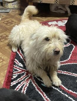 Xena - aufgeschlossen und lieb - Westerholt