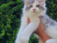 Maine Coon Mädchen in blue-tortie-smoke-white, Poly - Freital