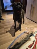 Mischlingswelpen – Labrador × Akita in 31832