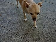 Chihuahua Mädchen - Bad Säckingen