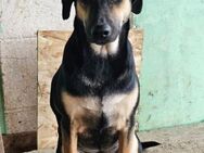 Esmi❤️sucht ein Zuhause voller Liebe - Rott (Inn)