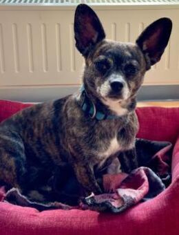 Alba LM zarte Seele sucht Zuhause - Neustadt (Rübenberge)