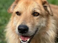 Buddy sucht sein Zuhause - Wallerfangen