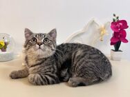 Katze Mischling Kitten BKH - Stolberg (Rheinland, Kupferstadt)
