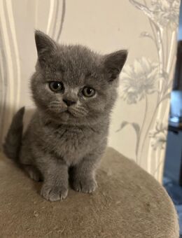 BKH Kitten - Mönchengladbach