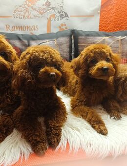 rote Toy Pudel Hündin mit FCI Pap. - Mittweida