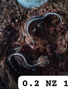 Madagaskar Großkopfgecko - Grünheide (Mark)
