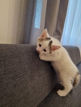 Kätzchen zuverkaufen - Otterbach