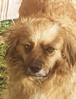 LUCKY STAR- unser kleiner Kerl ♥️ - Wettenberg