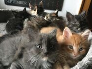 Maine coon mix Kitten - Hückeswagen (Schloss-Stadt)