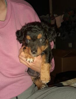 Süße Mischlingshündin sucht ihr 5 Sterne Zuhause - Dortmund