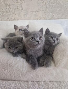Bkh kitten - Gießen
