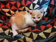 Katzenbabys - München Pasing-Obermenzing