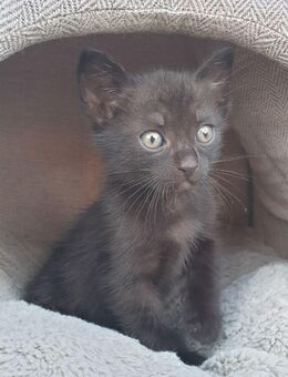 Babys Katzen/ Kitten - Großkrotzenburg