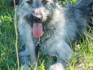 SAM sucht eine aktive Familie - Bad Bevensen