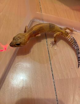 Leopardengecko weiblich - Verl Kaunitz