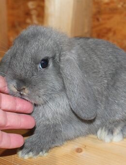 ✨Kleine Zwergwidder Kaninchen Baby Haserl Minilop Miniwidder Hasen SOFORT - Büchlberg