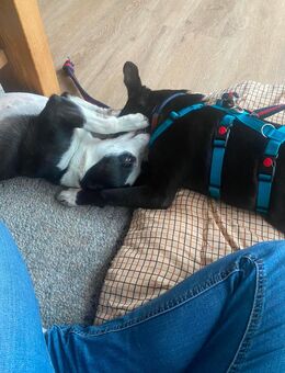 Anda - kleine schwarze Powermus sucht ihre Familie! - Papenburg