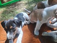 Jack Rassel Terrier Weibchen - Vetschau (Spreewald) Zentrum