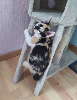 Süße kleine Katzenlady - Mönchengladbach