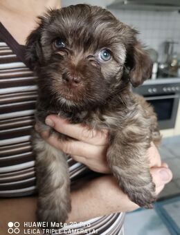 Bolonka Zwetna mischling - Taufkirchen (Vils)