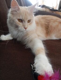 Maine coon Kätzchen 10 Monate alt - Hemau