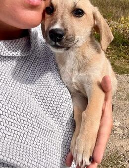 🌸 Liebes Welpenmädchen Melody 🌸 - Eislingen (Fils)