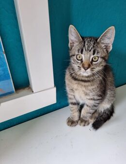 Bkh/Maincoon Mix Kater kurzhaarig Abgabebereit - Wanderup