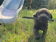 schokobraune Labrador-Welpen suchen liebevolles zu Hause - Ruhland