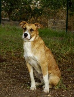 Baro wartet auf sein neues Zuhause - Duisburg