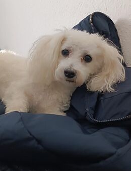 Puffy sucht ein neues Zuhause - Halle (Saale)