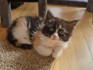 2 Zuckersüße Maine Coon mix Kitten - Tarmstedt