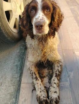 ARES - aktiver Familienhund - Linden (Hessen)