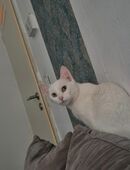 Hauskatze in 44625