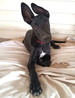 Batmann sucht Sie Alb - Ludwigshafen (Rhein)