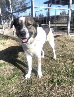 Christine - verträglich, menschenbezogen - Dingolfing