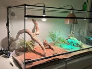 Bartagame + Terrarium - Arnsberg