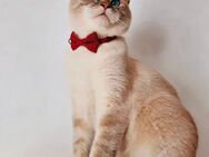 Reinrassiger Bkh Jungkater - Kerpen (Kolpingstadt)