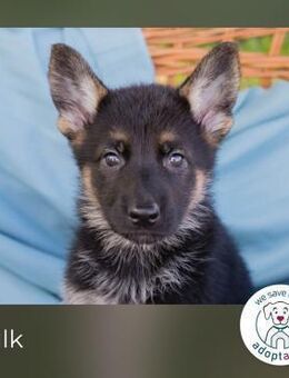 Hulk: Hundekind sucht ein Zuhause - Kirchzell