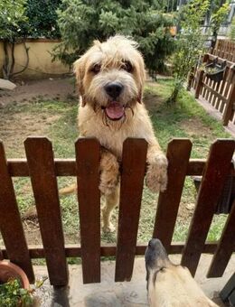 BEPPE - Frauenschwarm :) - Marienfließ