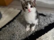 BKH-Angora mix Kitten - Wehingen